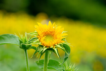 咲きかけの向日葵