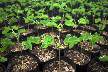 Trembesi (Samanea saman), the rain tree, Monkey pod tree seedlings neatly arranged in black polybags
