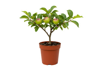 Dwarf Apple Tree in Pot Small Fruit Tree for Garden on Transparent background