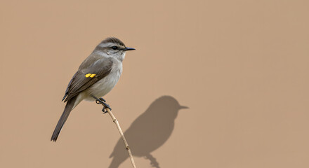 Fototapeta premium passáro em um galho fino