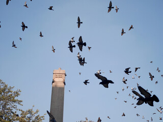 Dove bird wait nepali people and foreign travelers feeding food with pigeon birds drinks water and flying at park in unesco heritage site at Basantapur Katmandu durbar square in Kathmandu, Nepal