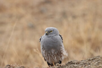 This striking image captures Montagu’s Harrier, a slender and elegant bird of prey known for its graceful flight over open grasslands and agricultural fields. With its long wings, narrow body, and eye