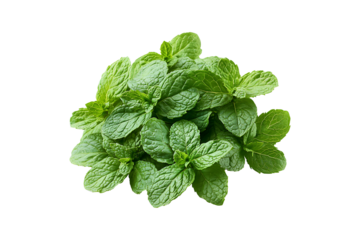 Fresh green mint leaves for best health choice isolated on transparent background
