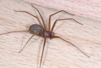 Mediterranean recluse spider, Loxosceles rufescens