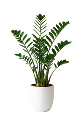 Zamioculcas Zamiifolia plant in a white pot isolated on a transparent background.