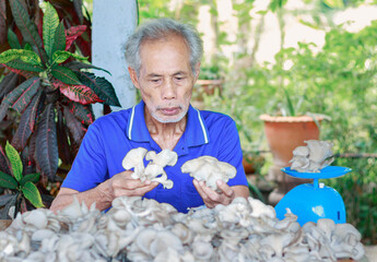 An elderly Asian man is examining mushrooms.