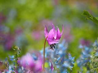 Fototapeta premium カタクリの花のクローズアップ