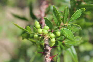 The Fresh Winged Prickly Ash,Zanthoxylum armatum or the rattan pepper
