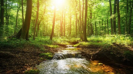 Obraz premium Sunlit forest stream, tranquil nature scene, peaceful background
