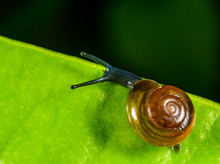 Oxychilus translucidus -Stylommatophora, Zonitidae, small mollusk with a transparent yellow shell on a green leaf of a plant