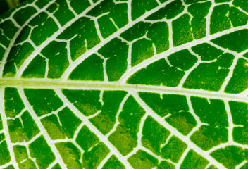 Fittonia (nerve plant) - ornamental plant with bright leaves with red veins in a garden