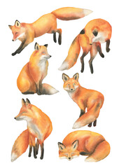 Watercolor fox set