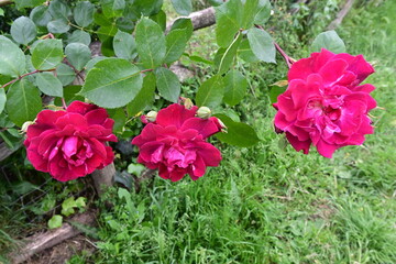 pink flowers in the garden