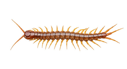 Isolated Centipede