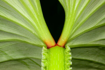 Venation of a leaf of a tropical plant, dissected leaf blade of a plant in a greenhouse of a garden