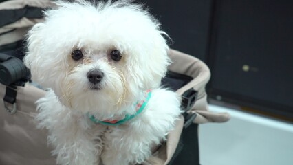 More and more people are choosing to have pets. This fluffy white dog in a stroller represents modern pet parenting, where love, care and attention are completely devoted to furry companions.