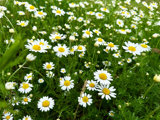 Close up of Chamomile flower field. Camomile in the nature. Camomile daisy flowers in spring day....