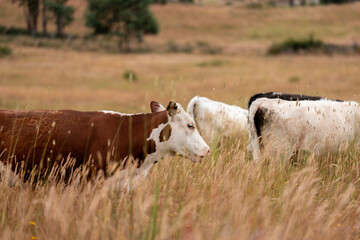 sustainable agricultural management on a farm with cattle storing carbon, Angus, wagyu and murray...