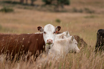 sustainable agricultural management on a farm with cattle storing carbon, Angus, wagyu and murray...