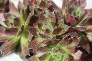 Sempervivum Sappihira Rojnik