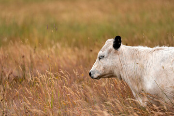 sustainable agricultural management on a farm with cattle storing carbon, Angus, wagyu and murray grey beef bulls and cows, being grass fed on a hill in Australia.
