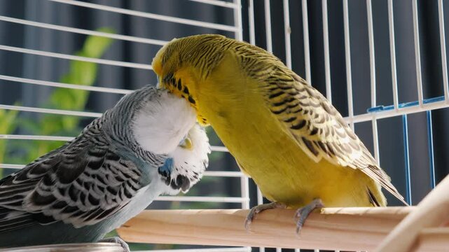 Affectionate parakeets perch close together in a birdcage, softly nuzzling beaks in a tender moment