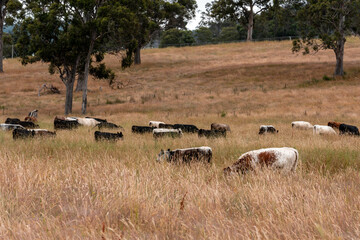 sustainable agricultural management on a farm with cattle storing carbon, Angus, wagyu and murray...