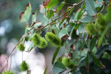 Young green rambutans hanging in clusters on the tree, surrounded by lush foliage a vivid scene of tropical abundance in fruiting season
