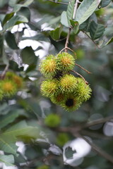 Young green rambutans hanging in clusters on the tree, surrounded by lush foliage a vivid scene of tropical abundance in fruiting season