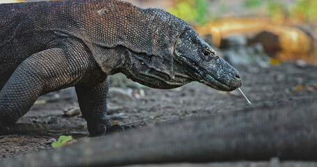 Large Komodo dragon (Varanus Komodoensis) walking in Komodo National Park, Rinca Island, Indonesia, flicking its forked tongue, searching for prey