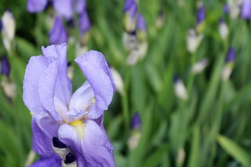 purple iris flower, purple flower in the garden