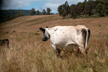 Beef Angus and Wagyu cows grazing in a field in a dry summer. Cow Herd on a farm practicing...