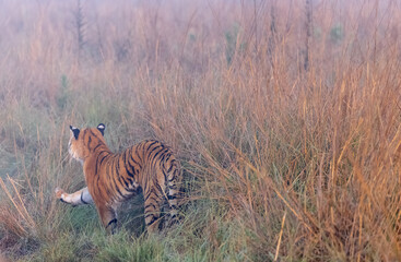 Male tiger  (Panthera tigris) at jungle with natural green background of forest.
