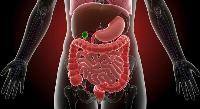 Human Digestive System Anatomy Illustration