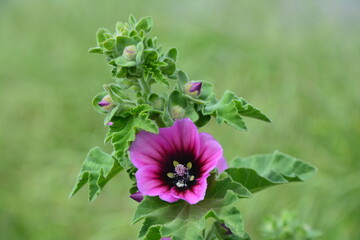 Mauve en arbre