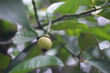 A young mangosteen fruit hanging on the tree, surrounded by dark green leaves capturing the early stages of tropical fruit development