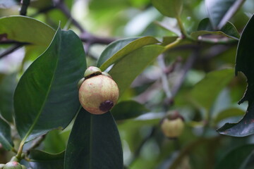 A young mangosteen fruit hanging on the tree, surrounded by dark green leaves capturing the early stages of tropical fruit development