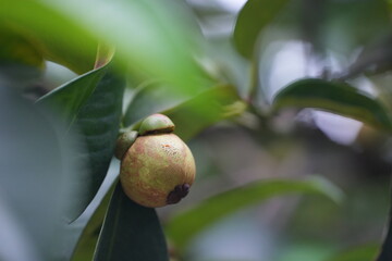 A young mangosteen fruit hanging on the tree, surrounded by dark green leaves capturing the early stages of tropical fruit development