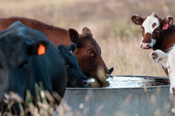 angus calm cow drinking water out of a round trough. livestock water trough in a field on a cattle...