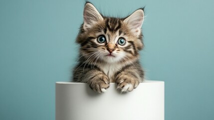 Adorable Kitten on White Cylinder