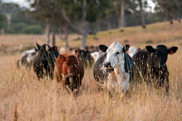 cows in a field eating grass on a farm with a beautiful landscape