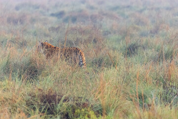Male tiger  (Panthera tigris) at jungle with natural green background of forest.
