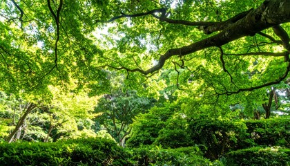 Obraz premium Lush Verdant Garden with Sunlight Filtering Through Vibrant Green Canopy in a Serene Nature Setting
