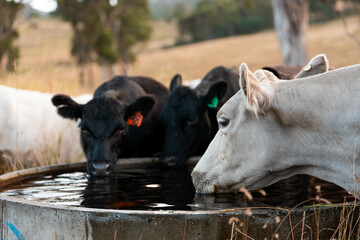 angus calm cow drinking water out of a round trough. livestock water trough in a field on a cattle farm in Australia in summer
