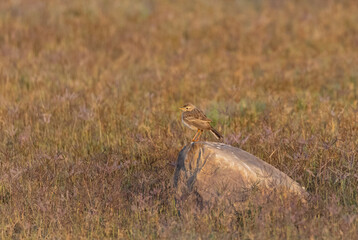 Crested Lark bird perching on ground.