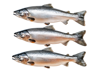 Set of three salmons