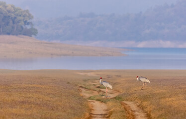 Sarus Crane (Grus antigone) bird pair walking at the grassland of jim corbett forest.