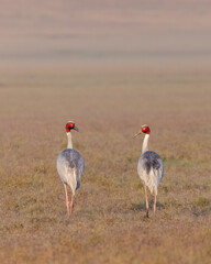 Sarus Crane (Grus antigone) bird pair walking at the grassland of jim corbett forest.