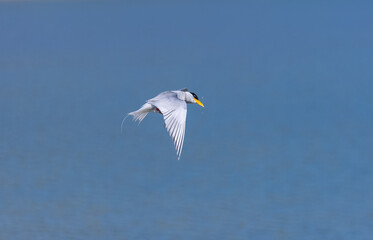River tern (Sterna aurantia) fishing in the ram ganga river of jim corbett.