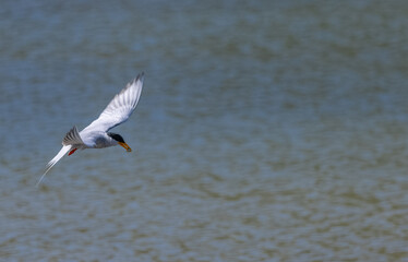 River tern (Sterna aurantia) fishing in the ram ganga river of jim corbett.